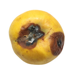 Rotten apple with mold isolated