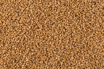 whole background of wheat grain