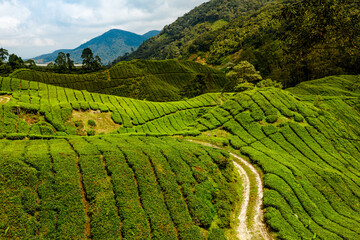 top vire of, the Cameron Highlands of Malaysia shows acres of terraced tea plantations. The teas...