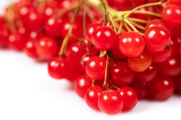 Red viburnum close up. Guelder rose. Beautiful red berries of viburnum branch on white background