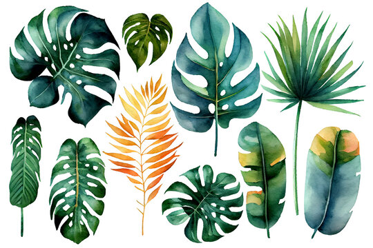 Exotic plants, palm leaves, monstera on an isolated white background, watercolor illustration. Trendy botanic illustration. Generative Ai.