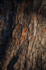 Macro of weathered bark trunk