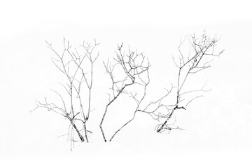 Silhouette of branches in white snow