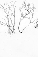 Silhouette of black branches in the white snow