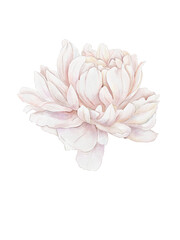 Painted watercolor peony in pastel colors. Element for design. Greeting card. Isolated on white background. Valentine's Day, Mother's Day, Wedding, Birthday