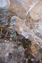 White pictures with tire tracks in the ice