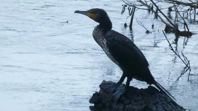 The great cormorant, Phalacrocorax carbo known as the great black cormorant.