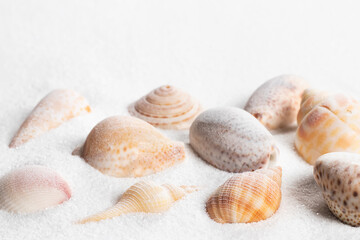 Seashells on sand. Sea summer vacation background with space for the text
