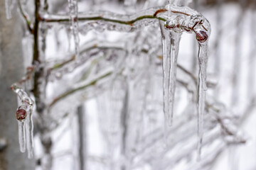 Closeup of icicles hanging from branch coated in ice from a winter ice storm