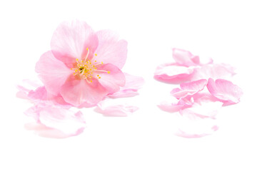 桜 花びら 抽象 春 白 背景