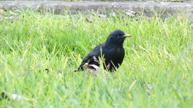 Black Starling or Spotless Starling ,Sturnus unicolor, is a passerine bird in the family Sturnidae.