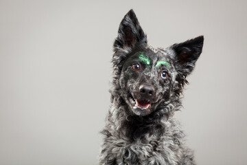 cute mudi dog portrait with green painted eyebrows in the studio on a grey background