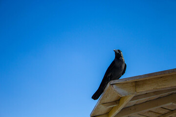 Black bird sitting on the top of the parasol