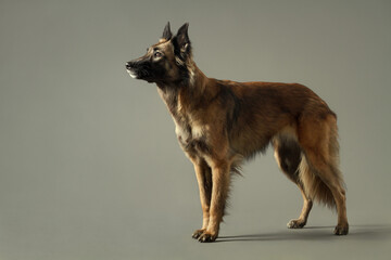 beautiful tervueren belgian shepherd dog standing portrait in the studio on a grey background...
