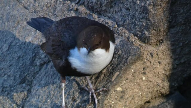 A beautiful Dipper, cinclus cinclus, standing on a branch in the middle of a river.