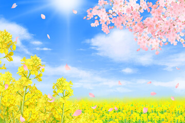 Fototapeta na wymiar 菜の花と太陽＿青空に美しく華やかな花びら舞い散る春の桜フレーム背景素材