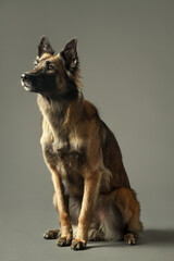 beautiful tervueren belgian shepherd dog sitting portrait in the studio on a grey background...