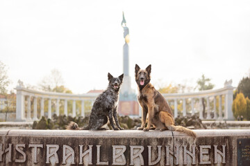 two dogs sitting in front of a fountain in Vienna Austria