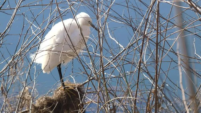 Little egret or Egretta garzetta fishing crayfish.