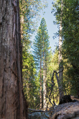 forest in the morning