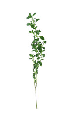Aromatic green thyme sprig isolated on white. Fresh herb