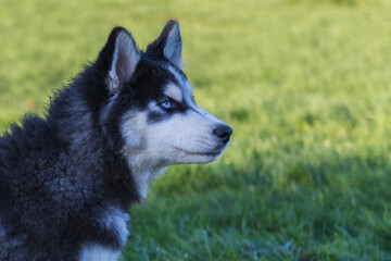 Porträt eines jungen Siberian Husky im Profil