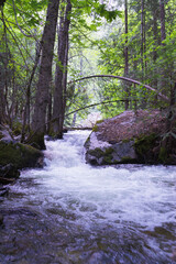 Obraz premium river in the forest