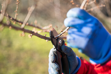 Pruning of trees season. Farmer's hand with gardening gloves  using shears to cut off brunch in...