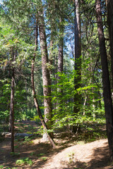 Fototapeta premium path in the forest