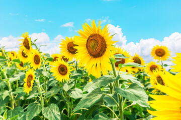 夏イメージ　満開のひまわり畑