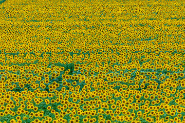 夏イメージ　満開のひまわり畑