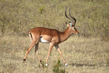 Impala in Kenia 