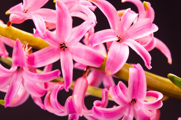 Fototapeta premium front view, close focus, macro, of several, pink, hyacinths, flower blooms, with a black background