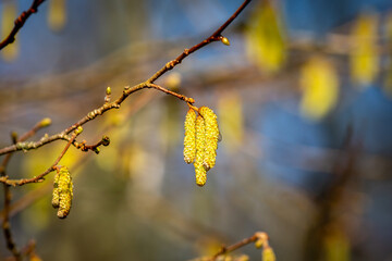 Hazel catkins on a sunny February day