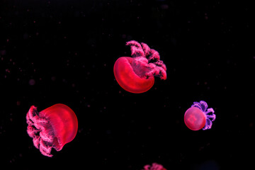 macro photography underwater rhizostoma luteum jellyfish