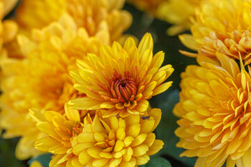 beautiful bushes of yellow chrysanthemum flowers