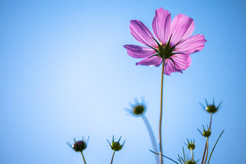 Close up,cosmos flowers in the meadow isolated on blue background. Cosmos flowers with green stem are blooming on blue sky. Beautiful colorful cosmos blooming in the field. copy space, space for text.