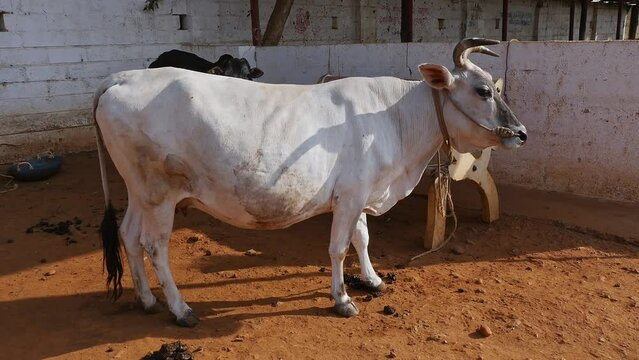 A cow with big horns is tied up in a barn at a cow shelter or goshala