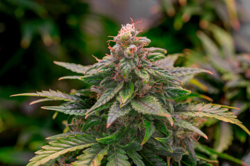 Mature marijuana plant with bud and leaves. Marijuana plant texture on an indoor cannabis farm.The concept of Indoor grow marijuana. marijuana for recreational purposes.