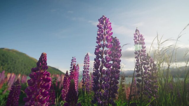 Purple Lupin flowers with bright morning sunlight, close up