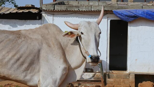 Closeup of bull with big horns standing in a barn at a cow shelter or goshala