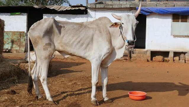 A bull with big horns standing in a barn at a cow shelter or goshala