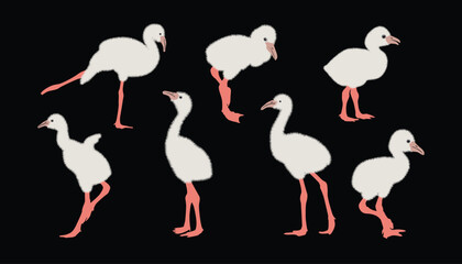 Set of baby flamingo birds. vector isolated. elegant flamingo birds family.