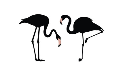 Silhouette vector illustration of two cute flamingos on white background. Use for stickers, posters, cards, bags, t-shirt designs, birthday and summer cards.