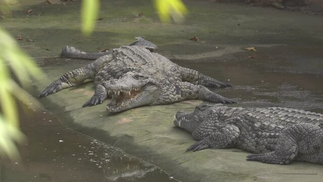 Crocodiles With Mouth Open and Huge Teeth By The Side of a Pond - Zoom In
