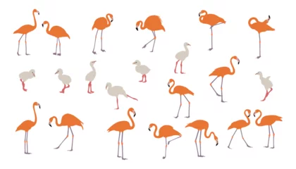 Fototapete Flamingo Pink flamingo. Wildlife exotic birds tropical flamingo decent vector realistic poses pictures templates isolated. set of flamingo birds. elegant flamingo birds family.