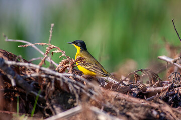 little bird on the grass, Western Yellow Wagtail, Motacilla flava
