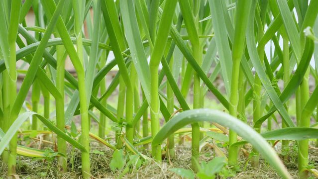 Pan video, moving right of green raw juicy stems, leaves and roots of garlic growing in dirty soil on garden bed on plantation. season harvest and healthy organic food. Floor surface level, 4k