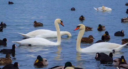 Birds of Europe. Mute swan (Cygnus olor), gulls and ducks - wintering waterfowl in the Black Sea