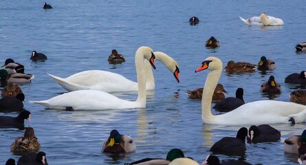 Birds of Europe. Mute swan (Cygnus olor), gulls and ducks - wintering waterfowl in the Black Sea
